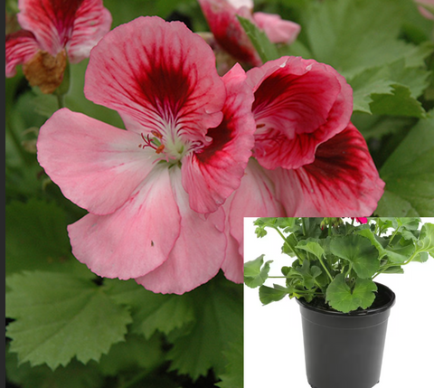 Bicolor pink geranium 4inches plant storksbill plant horseshoe geraniums Live plant Ht7