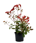 Photinia Fraseri Multi 1Gallon Plant Red Fraser Live Plant Fr7