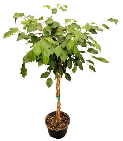 Ficus Benjamina Green Braid Weeping Fig Indoor 2 Gallon 2.5-3ft  Tall Live Plant