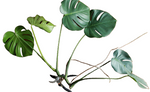 3 Cuttings Philodendron Split Leaf Monstera Deliciosa house indoor Live Plant Ht7 best