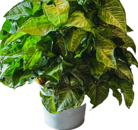 Nephthytus White 6Inches Pot Butterfly Plant Syngonium Podophyllum Arrowhead Vine best vine line Ht7