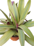 Rhoeo Amber Wave 6Inches Pot Moses In The Cradle Plant Boat Lily Tradescantia Spathacea Live Plant Ht7