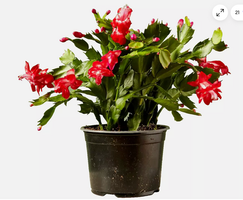 Christmas Cactus Zygocactus Red 4Inches Plant Pot Schlumbergera Bridgesii Orangish Flower Ht7 Best Gift