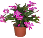 Christmas Cactus Zygocactus Purple 4Inches pot Schlumbergera Bridgesii Flower live plant Ht7