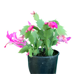 Christmas Cactus Zygocactus Light Pink Plant 4Inches Pot Schlumbergera Bridgesii succulent Live Plant Ht7 Best