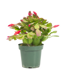 Christmas Cactus Zygocactus Red Schlumbergera Bridgesii Flower Ht7 Best Gift 6" pot