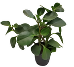 Baby Rubber 6" pot  Plant Peperomia obtusifolia Rubberplant Pepper Face Indoor outdoor  Live Plant Ht7 Best