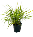 Hakonechloa All Gold 1 Gallon Plant Golden Japanese Forest Grass Live Plant Outdoor Gg7