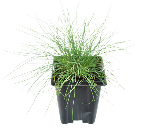 Festuca Glauca Blue Grass Fescue 4inches Pllant Festuca Glauca Live Plant Ht7 best