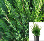 Juniperus Chinensis Sea Green 5 Gallon Juniper Plant Shrub Outdoor Live Plant Ho7