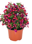 Fuchsia Ballerina Pirovette 1 Gallon Fuchsia Flower Plant Outdoor Live Plant Pr7 Ht7