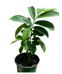 Guyabano Fruit Tree 1 Gallon Annona Muricata Plant Soursop Plant Graviola Fruit Tree Live Plant Pr7 Ht7
