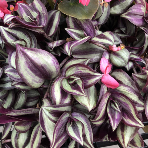 20 Cuttings Purple Wandering Jew Flowering 5 Long Stripe Live Plant Not Rooted