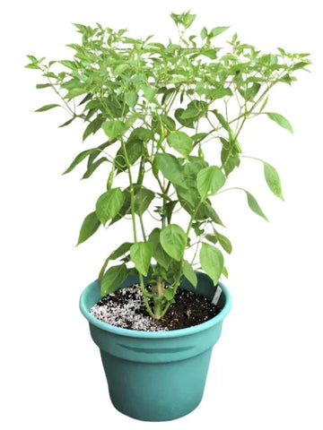 Pepper Tabasco Peppers Chili Plant 1 Gallon Capsicum Frutescens Live Plant Ht7 Best