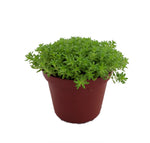 Sedum Sexangulare 4Inches Tasteless Stonecrop Plant Goldmoss Live Plant Ht7