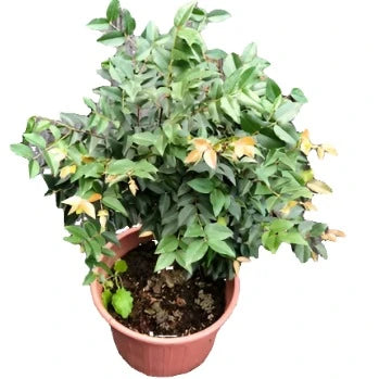 Nandina Harbour Dwarf 1Gallon Plant Domestica Yellow Shrub Live Plant Fr7