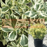 Euonymus Silver Queen 1 Gallon Plant Winter Creeper Up Straight Bushes Silver Live Plant Fr7 Ht7