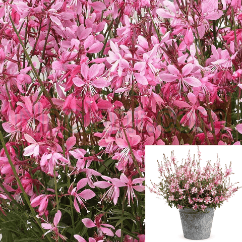 Gaura Belleza Light Pink 1Gallon Pot Lindheimer Plant Perennial Live Plant Gr7