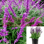 Salvia Leucantha Santa Barbara 1Gallon Bright Purple Plant Dwarf Mexican Bush Sage Live Plant Gg7