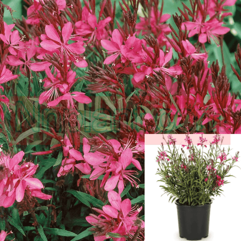 Gaura Belleza Dark Pink 1Gallon Pot Lindheimer Plant Perennial Live Plant Gr7