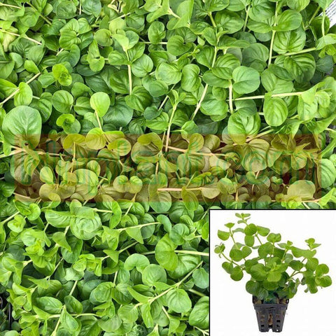 Lysmachia Nummularia Green 6Packs Of 2Inches Pot Creeping Jenny Moneywort Live Plant Ground Coverht7 Hanging