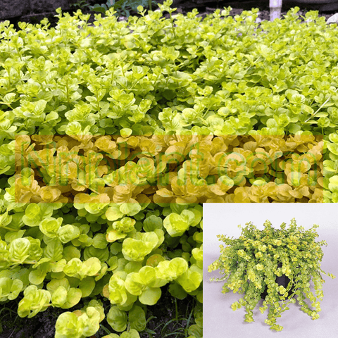 Lysimachia Nummularia Plant Goldilocks Plant 6Packs Of 2Inches Pot Creeping Jenny Moneywort Yellow Ground Coverht7 Hanging