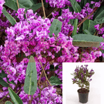 Hardenbergia Violacea 1Gallon Pot Native Sarsaparilla Plant Purple Coral Pea Vine Live Plant Ho7