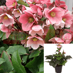 Helleborus Ice Roses Rose 2Gallon Pot Hellebore Plant Flower Pink Live Plant Hotsale Fr7