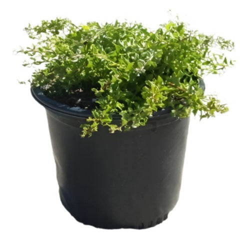 Baccharis Twin Peaks 5Gallon Pilularis Plant Dwarf Coyote Brush Live Plant Outdoor Fr7