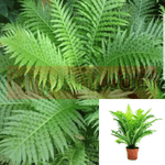 Fern Blechnum Gibbum Silver Lady 1Gallon Pot Miniature Tree Fern Silver Lady Fern Live Plant Gg7