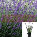 Lavandula Ang Munstead Plant Angustifolia English Lavender 1Gallon Live Plant Shrub Gr7