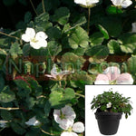 Erodium Album Plant 12Packs Of 2Inches Cranesbill White Alpine Geranium Pot Live Plant Ground Cover