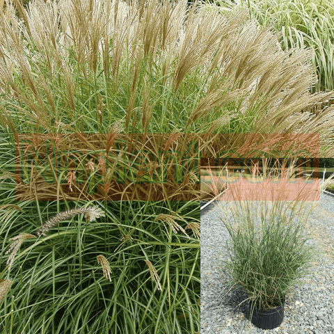 Miscanthus Sin Adagio 1 Gallon Plant Dwarf Maiden Grass Plant Miscanthus Sinensis Adagio Plant Mr7