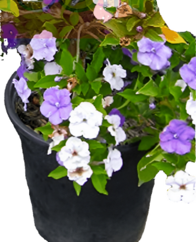 Brunfelsia Floribunda 5 Gallon Pot Brunfelsia Blue Compacta Floribunda Morning Noon And Night Plant Shrub Live Plant Hogr