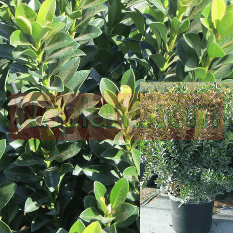 Rhaphiolepis Umbellata Minor 1 Gallon Plant Yeddo Hawthorn Dwarf Live Plant Hmr7