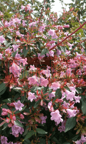 Abelia Grandiflora Edward Goucher 5 Gallon Light Pink Shrub Live Plant Fmr7