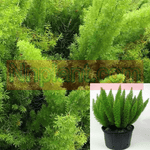 Asparagus Dens Myers 5 Gallon Asparagus Dens Myers Asparagus Densiflorus Meyerii Plant Meyeri Foxtail Gr7