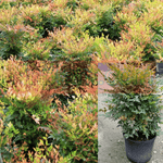 Nandina Harbour Dwarf Plant 5 Gallon Ht7 Nandina Domestica Yellow Shrub 5 Gallon Live Plant Ht7