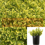 Euonymus Japanese Emerald Gaiety 1Gallon Plant Wintercreeper Live Plant Gr7