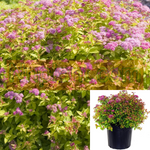 Spiraea Japonica Magic Carpet 1Gallon Pot Japanese Spirea Magic Carpet Live Plant