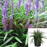 Liriope Muscari Majestic 5Gallon Liriope Muscar Majestic Plant I Big Blue Lilyturf 5Gallon Plant Big Blue Lilyturf Lilyturf Bor Gr7