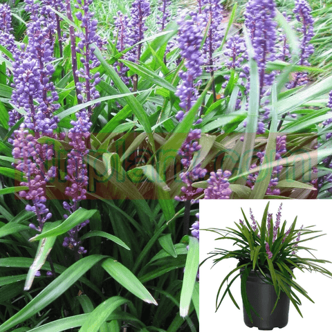 Liriope Big Blue 1Gallon Plant Purple Flower Lily Turf Lilyturf Bor Live Plant Gr7