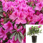 Azalea Perfecto Mundo Double 2Gallon Azalea Phoenicia Pink 2Gallon Rhododendron Phoenicia Pot Live Plant Fr7Gr7