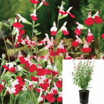 Salvia Microphylla Mesa Azure 5 Gallon Mountain Sage Purple Plant Flower Outdoor Live Plant Mr7