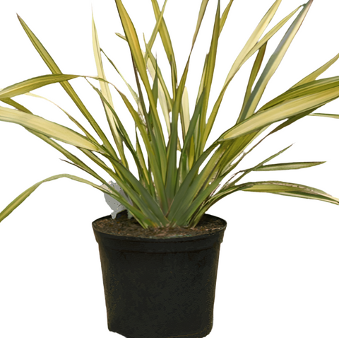 Phormium Golden Ray Plant New Zealand Flax 5Gallon Live Plant Fr7