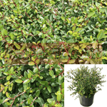 Ilex Vom Stokes Dwarf 5Gallon Yaupon Holly Live Plant Gr7