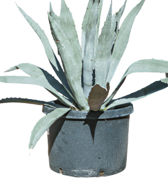 Agave Americana Blue Plant 4Inches Century Sky American Aloe Succulent Live Plant Ht7