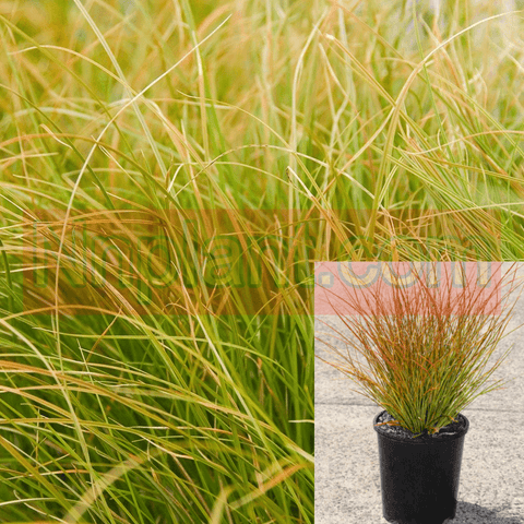 Carex Testaceae Prairie Fire 1Quart Plant Red Sedge Grass Outdoor Live Plant Mr7