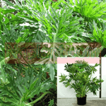Philodendron Bipinnatifidum Plant 5 Gallon Ht7 3Ft Cut Leaf Philodendron Plant Horsehead Philodendron House Live Plant Ht7 Best