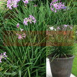Tulbaghia Violacea Green 5 Gallon Society Garlic Green Fr7 Wild Garlic Society Garlic Wildeknoffel Evergreen Perennial Live Plant